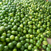 CITRUS SEEDLESS LIME / BRIGHT, FRESH, AND SEED-FREE / MADE IN VIETNAM