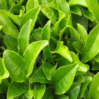 FRESH GREEN TEA LEAVES / NATURAL AND FLAVORFUL / MADE IN VIETNAM