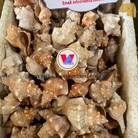AUTHENTIC VIETNAMESE SEA SHELLS / BEAUTIFUL NATURAL DESIGNS FOR CRAFTING AND DECOR / MADE IN VIETNAM