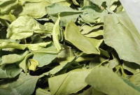 PREMIUM DRIED LIME LEAF / AROMATIC & HIGH-QUALITY HERB / AFFORDABLE PRICES FOR BULK ORDERS