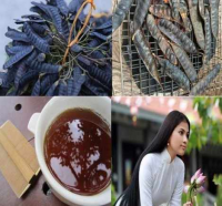 GLEDITSIA TRIACANTHOS LIQUID / PREMIUM BOTANICAL EXTRACT / MADE IN VIETNAM