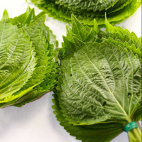 FRESH PERILLA LEAVES / NUTRITIOUS AND AROMATIC HERB / MADE IN VIETNAM