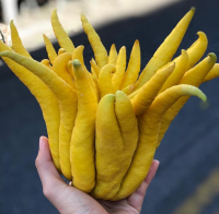 EXOTIC BUDDHA HAND FRUIT FOR CULINARY INSPIRATION HAND-PICKED AND NATURAL / UNIQUE AND REFRESHING TASTE / AFFORDABLY PRICED