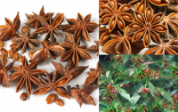 PREMIUM ORGANIC STAR ANISE FOR GOURMET COOKING HAND-SELECTED AND PURE / EXCEPTIONAL AROMA AND RICH FLAVOR / COMPETITIVELY PRICED FOR QUALITY