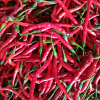 PREMIUM FRESH CHILI / SPICY AND VIBRANT FLAVOR / MADE IN VIETNAM