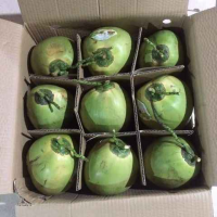 PURE TENDER YOUNG COCONUT / HIGH QUALITY / BEST VALUE / MADE IN VIETNAM