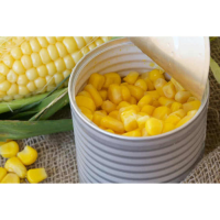ALL-NATURAL SWEET CORN NUTS IN CAN / PURE GOODNESS / AFFORDABLE OPTION / MADE IN VIETNAM