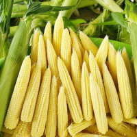 FRESH HARVEST FROZEN BABY CORN / PURE & DELICIOUS / EXCELLENT BULK WHOLESALE DEALS / MADE IN VIETNAM 