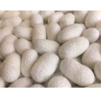 100% NATURAL SILK COCOONS / SOFTEN & REJUVENATE / MADE IN VIETNAM