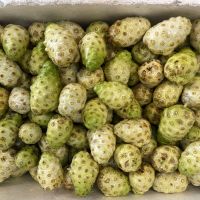 100% FRESH NONI FRUIT / PURE AND RAW / MADE IN VIETNAM