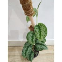 NATURAL COIR MOSS POLE / IDEAL SUPPORT FOR CLIMBING PLANTS / MADE IN VIETNAM