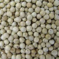 100% NATURAL WHITE PEPPER WHOLE / HANDPICKED AND PURE / FROM VIETNAM