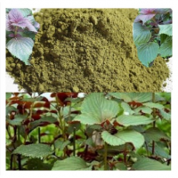 100% PURE PERILLA LEAF POWDER / NATURAL & PRESERVATIVE-FREE / BULK PRICING FOR LARGE ORDERS / MADE IN VIETNAM 