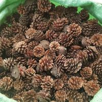 CRAFT-READY PINE CONES / PERFECT FOR DIY PROJECTS & ARRANGEMENTS / MADE IN VIETNAM