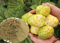 FINE-GRADE DRIED NONI POWDER / PURE NATURAL SUPERFOOD / GREAT FOR WHOLESALE PURCHASE / MADE IN VIETNAM