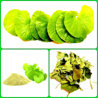 NATURAL CENTELLA ASIATICA POWDER / PREMIUM HERBAL QUALITY / AFFORDABLE PRICES FOR WHOLESALE / MADE IN VIETNAM 
