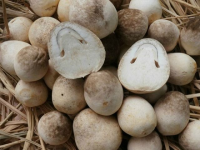 HIGH-QUALITY STRAW MUSHROOM / ENRICH YOUR DISHES WITH UMAMI / MADE IN VIETNAM