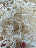 NATURAL SEA MOSS POWDER / PURE SUPERFOOD FOR HEALTH / MADE IN VIETNAM