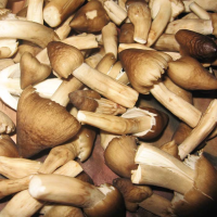 NATURAL TERMITE MUSHROOM / RARE AND FLAVORFUL DELICACY / MADE IN VIETNAM