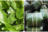 FRESH DONG LEAVES / TRADITIONAL WRAPPING FOR ASIAN CUISINE / MADE IN VIETNAM