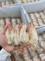 NATURAL DRIED SQUID / PREMIUM SEAFOOD & TENDER TEXTURE / AFFORDABLE BULK SUPPLY OPTIONS / MADE IN VIETNAM