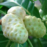 FROZEN NONI FRUIT / NATURE'S SUPERFOOD PRESERVED FRESH / MADE IN VIETNAM