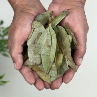 PREMIUM DRIED SOURSOP LEAVES / NATURAL HERBAL TEA / MADE IN VIETNAM