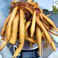 FROZEN HERBAL FINGERROOT / AROMATIC AND READY TO COOK / MADE IN VIETNAM