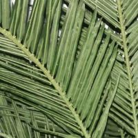 FRESHLY HARVESTED COCONUT LEAVES / TRADITIONAL TEA HERB / SUSTAINABLE FARMING / MADE IN VIETNAM