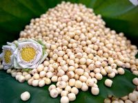 CRISP AND NUTTY DRIED LOTUS SEEDS / FAMILY RECIPE / AFFORDABLE VALUE / MADE IN VIETNAM