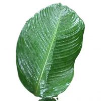 NATURAL AND BIODEGRADABLE DONG LEAVES / TRADITIONAL PACKAGING / GREAT VALUE / MADE IN VIETNAM
