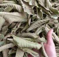 HIGH-GRADE DRIED GUAVA LEAVES / SUPPORTS WEIGHT MANAGEMENT & WELLNESS / MADE IN VIETNAM