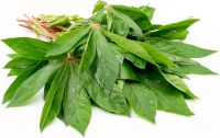 NATURAL FRESH CASSAVA LEAF / HAND-PICKED / AUTHENTIC FLAVOR