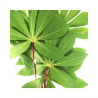 ORGANIC CASSAVA LEAVES / FARM-TO-TABLE GOODNESS / MADE IN VIETNAM
