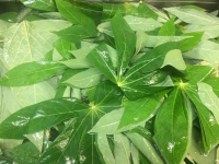 100% NATURAL CASSAVA LEAF / HANDPICKED / EXCELLENT TASTE & NUTRITION / BEST VALUE / MADE IN VIETNAM