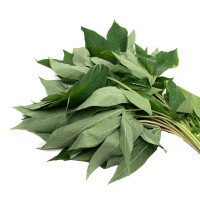 GREEN CASSAVA LEAVES / FRESH & NATURAL / EXCELLENT FOR RECIPES / TOP GRADE / MADE IN VIETNAM