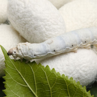 PURE WHITE SILKWORM COCOONS / PREMIUM GRADE / UNBEATABLE VALUE / MADE IN VIETNAM