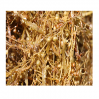 NATURAL DRIED SARGASSUM SEAWEED / SEA-SOURCED / ECONOMICAL CHOICE / MADE IN VIETNAM