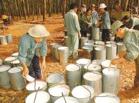 HIGH-PURITY LATEX RUBBER FOR VERSATILE APPLICATIONS / EXCEPTIONAL FLEXIBILITY / LONG-LASTING QUALITY / MADE IN VIETNAM