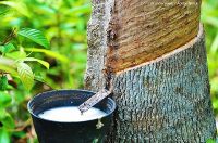ALL-NATURAL LATEX RUBBER FOR PREMIUM PRODUCTS / EXCELLENT STRETCH AND TOUGHNESS / TESTED AND CERTIFIED / MADE IN VIETNAM