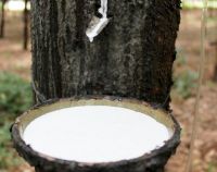 PREMIUM NATURAL LATEX RUBBER FOR INDUSTRIAL USE / SUPERIOR ELASTICITY / DURABLE PERFORMANCE / MADE IN VIETNAM