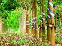 PURE AND RELIABLE NATURAL LATEX RUBBER / IDEAL FOR CUSTOM APPLICATIONS / EXCEPTIONAL DURABILITY / MADE IN VIETNAM