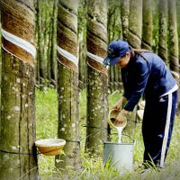 HIGHLY ADAPTABLE LATEX RUBBER FOR MANUFACTURING NEEDS / SUPERIOR TENSILE STRENGTH / SUSTAINABLE PRODUCTION / MADE IN VIETNAM