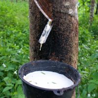 ECO-CONSCIOUS LATEX RUBBER / SUSTAINABLE AND STRONG / ENGINEERED FOR LONG-LASTING USE / MADE IN VIETNAM