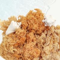 FRESHLY COLLECTED WILD SEA MOSS FOR NUTRITION / SUSTAINABLE HARVESTING / MADE IN VIETNAM