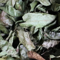 DRIED CELASTRUS HINDSII HERBAL LEAVES / TRADITIONAL HEALING HERB / COMPETITIVE PRICE / VIETNAM ORIGIN