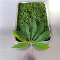PREMIUM BLENDED CASSAVA LEAVES / NUTRIENT-RICH / COMPETITIVE PRICE / MADE IN VIETNAM