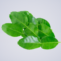 FRAGRANT AND ZESTY KAFFIR LIME LEAVES / PREMIUM QUALITY / MADE IN VIETNAM