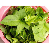 FRESH AND FLAVORFUL BLENDED SWEET POTATO LEAVES / FAMILY RECIPE / AFFORDABLE VALUE / MADE IN VIETNAM