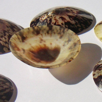 BEAUTIFULLY POLISHED LIMPET SHELLS / HANDCRAFTED DESIGN / AFFORDABLE VALUE / MADE IN VIETNAM